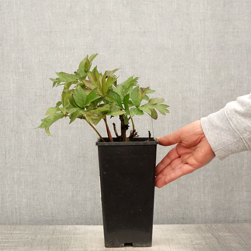 Peonia Itoh Viking Full Moon Vaso da 3L/4L esemplare consegnato in primavera