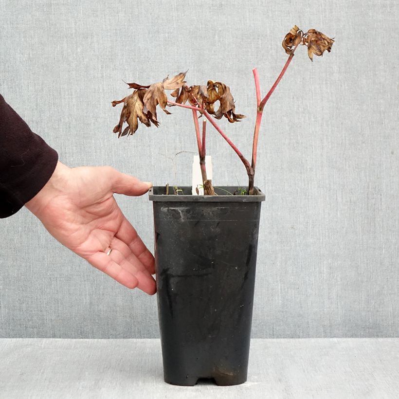 Esemplare di Peonia Itoh Yellow Crown Vaso da 3L/4L come consegnato in autunno