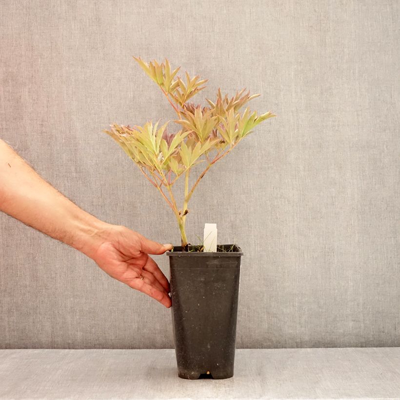 Esemplare di Peonia Itoh Yellow Crown Vaso da 3L/4L consegnato in estate