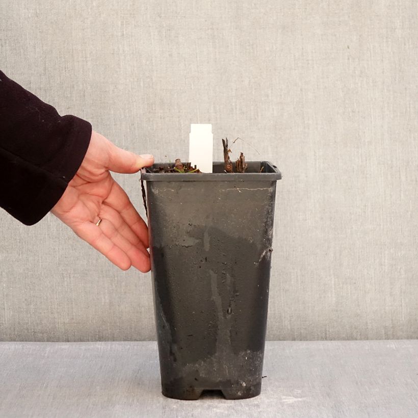 Peonia Itoh Yellow Crown Vaso da 3L/4L esemplare consegnato in inverno