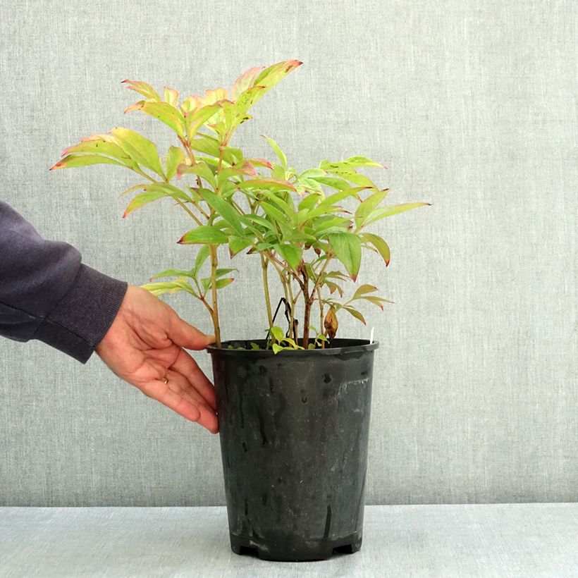 Esemplare di Peonia erbacea Adolphe Rousseau Vaso da 3L/4L consegnato in estate