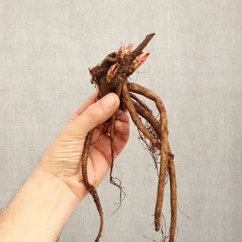 Peonia erbacea Adolphe Rousseau Cespo 3/5 occhi esemplare consegnato in inverno