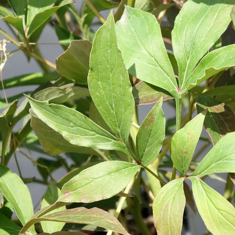 Peonia erbacea Albert Crousse (Fogliame)