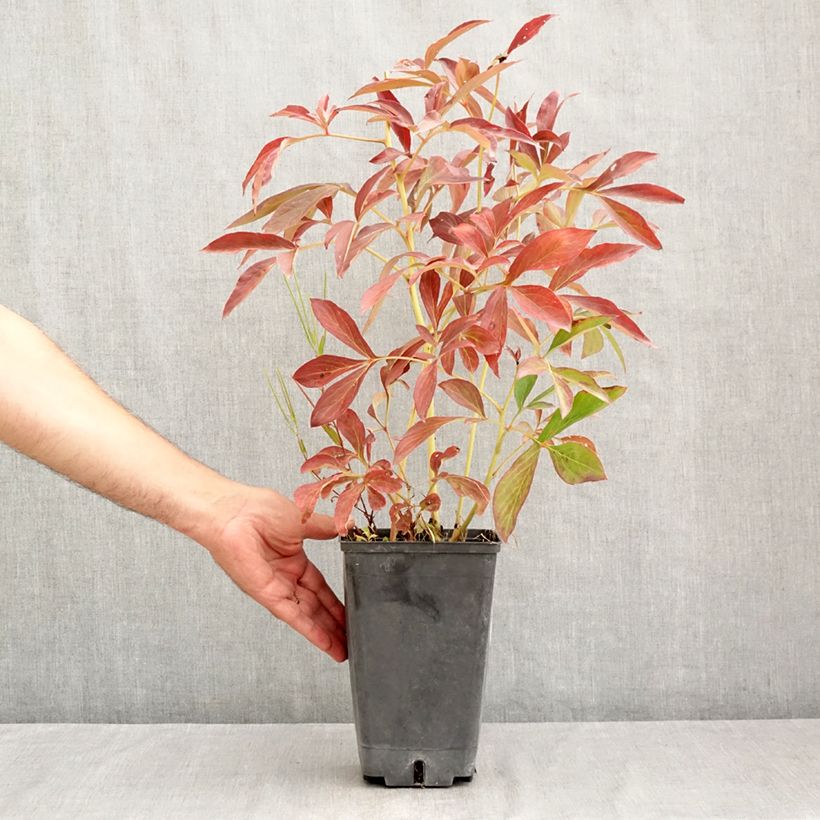 Esemplare di Peonia erbacea Albert Crousse Vaso da 3L/4L consegnato in estate