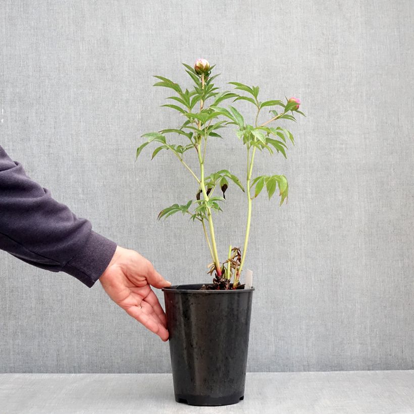 Peonia erbacea Albert Crousse Vaso da 3L/4L esemplare consegnato in primavera