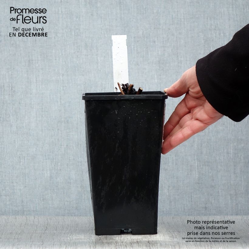 Peonia erbacea Amabilis Vaso da 3L/4L esemplare consegnato in inverno