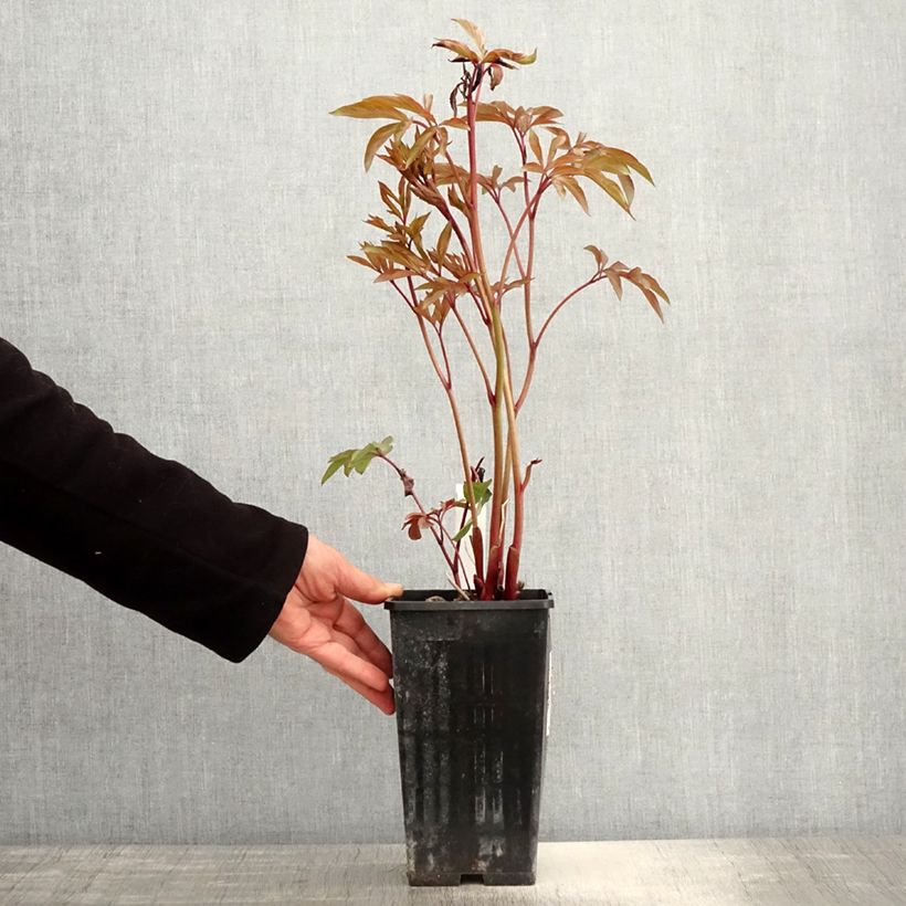 Peonia erbacea Amabilis Vaso da 3L/4L esemplare consegnato in primavera