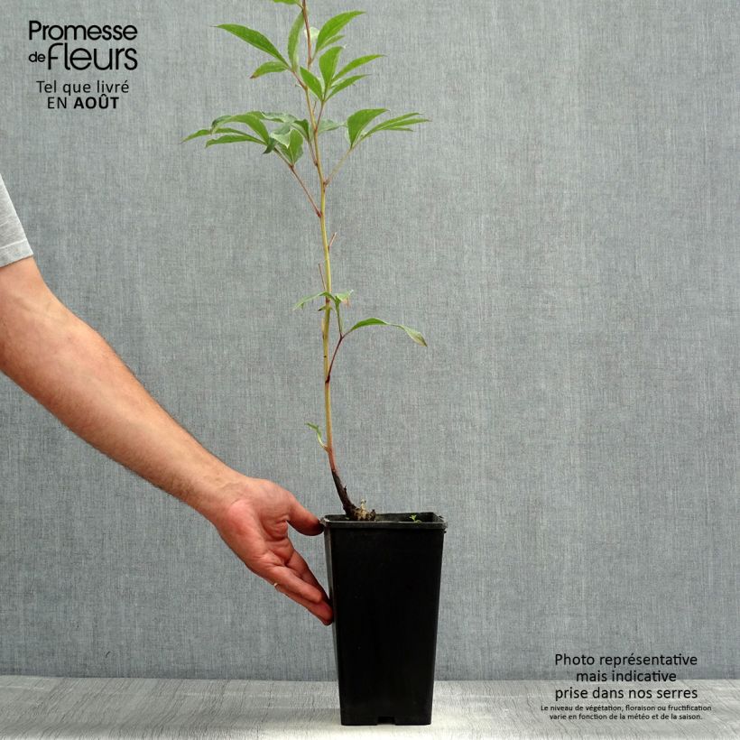 Esemplare di Peonia erbacea Big Ben Vaso da 3L/4L consegnato in estate