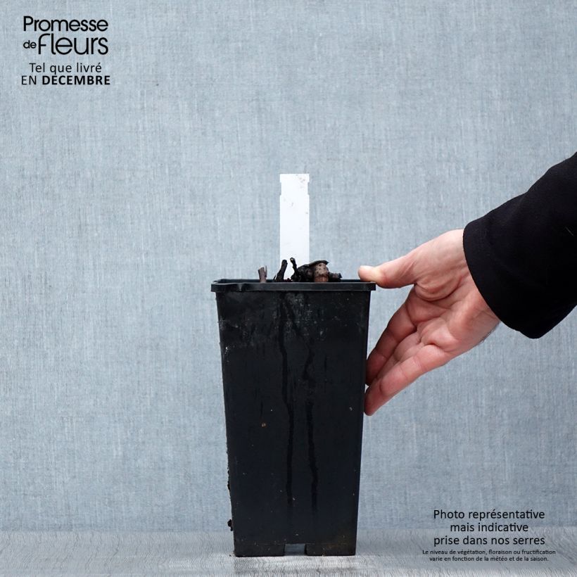 Peonia erbacea Big Ben Vaso da 3L/4L esemplare consegnato in inverno