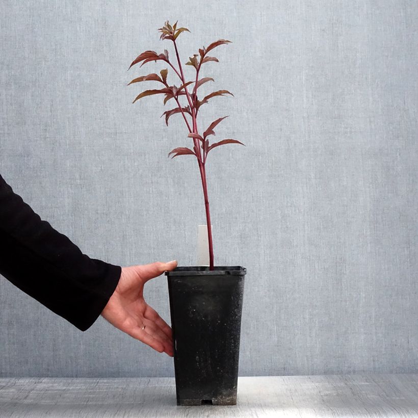 Peonia erbacea Big Ben Vaso da 3L/4L esemplare consegnato in primavera