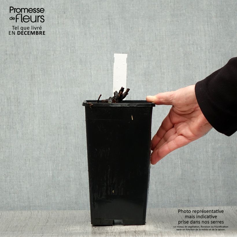 Peonia erbacea Bowl of Beauty Vaso da 3L/4L esemplare consegnato in inverno