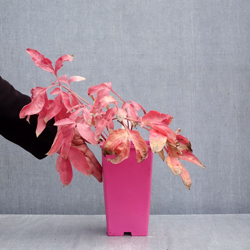 Esemplare di Peonia erbacea Carl G. Klehm Vaso da 4L/5L come consegnato in autunno