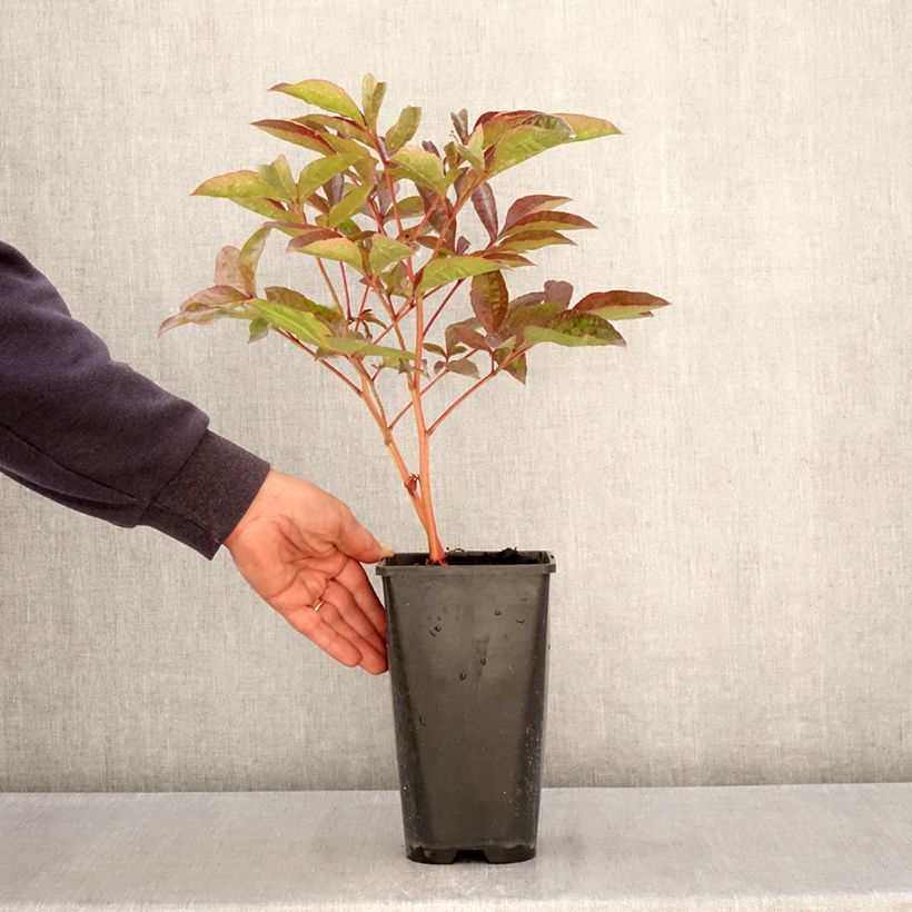 Peonia erbacea Carl G. Klehm Vaso da 4L/5L esemplare consegnato in primavera