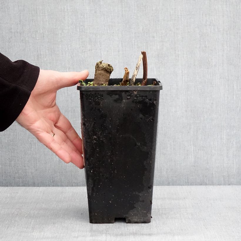 Peonia erbacea Cheddar Cheese Vaso da 3L/4L esemplare consegnato in inverno