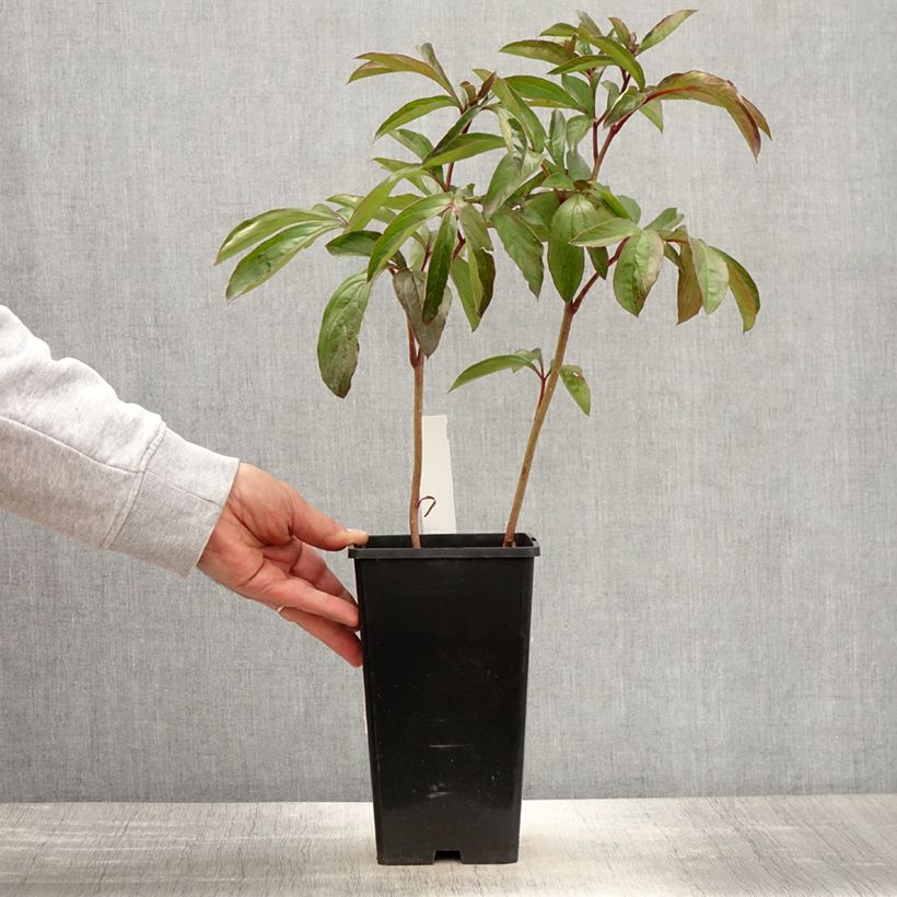 Peonia erbacea Cheddar Cheese Vaso da 3L/4L esemplare consegnato in primavera