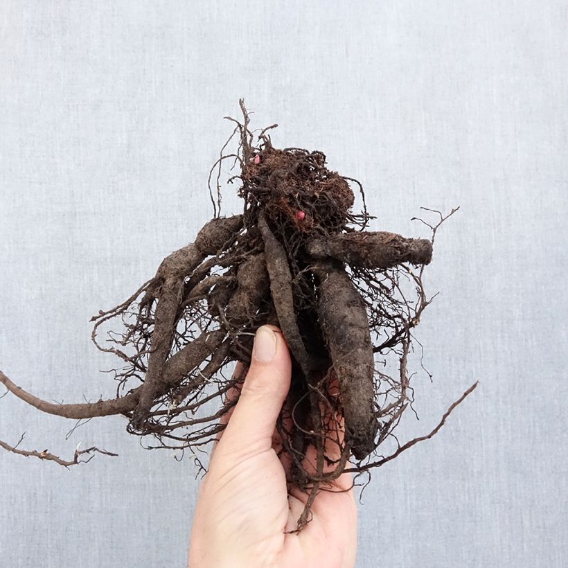 Peonia erbacea Command Performance Cespo 3/5 occhi esemplare consegnato in inverno