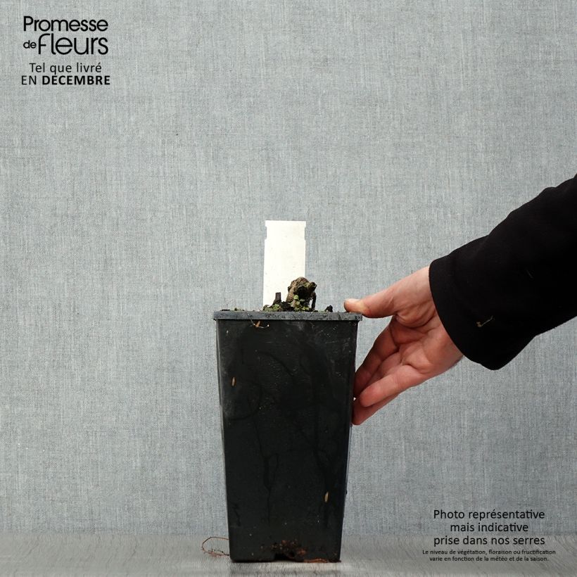 Peonia erbacea Coral Charm Vaso da 3L/4L esemplare consegnato in inverno