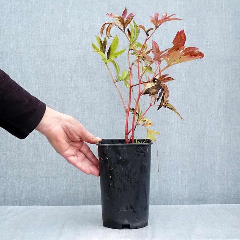 Esemplare di Peonia erbacea Coral Charm Vaso da 3L/4L come consegnato in autunno