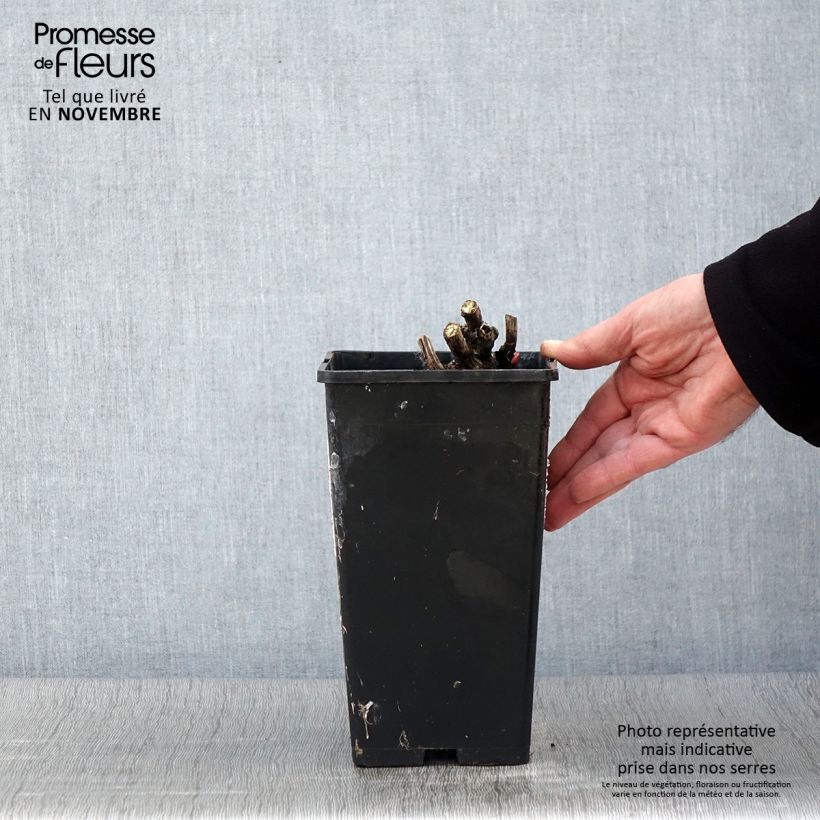 Esemplare di Peonia erbacea Coral Magic Vaso da 3L/4L come consegnato in autunno