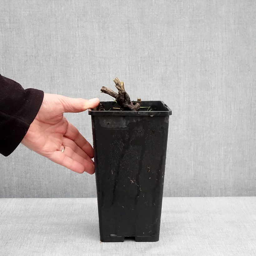 Peonia erbacea Coral Magic Vaso da 3L/4L esemplare consegnato in inverno