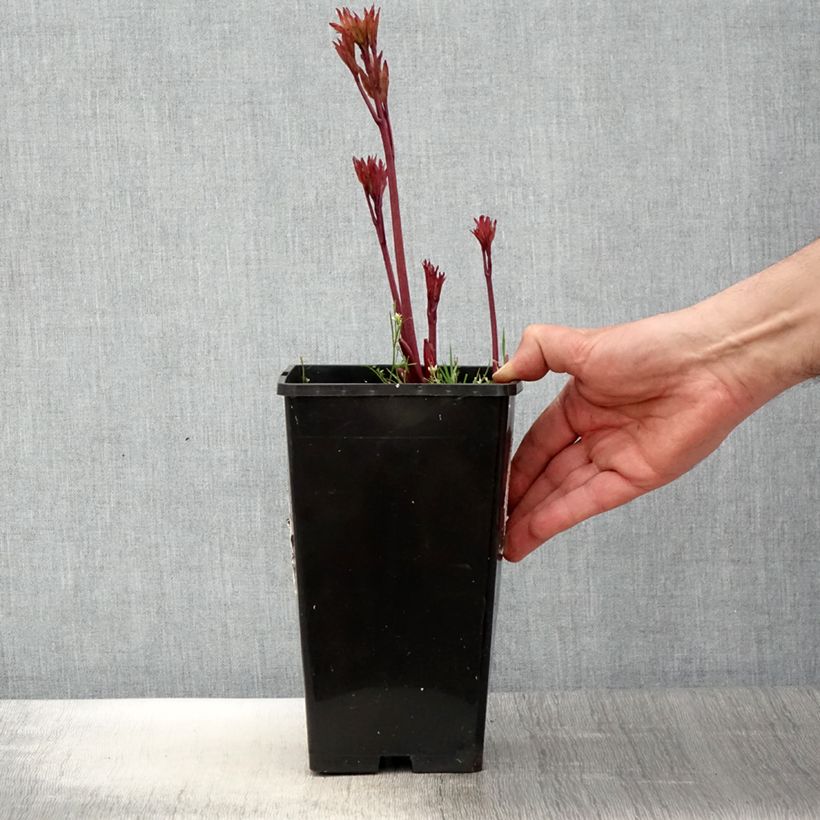 Peonia erbacea Coral Magic Vaso da 3L/4L esemplare consegnato in primavera