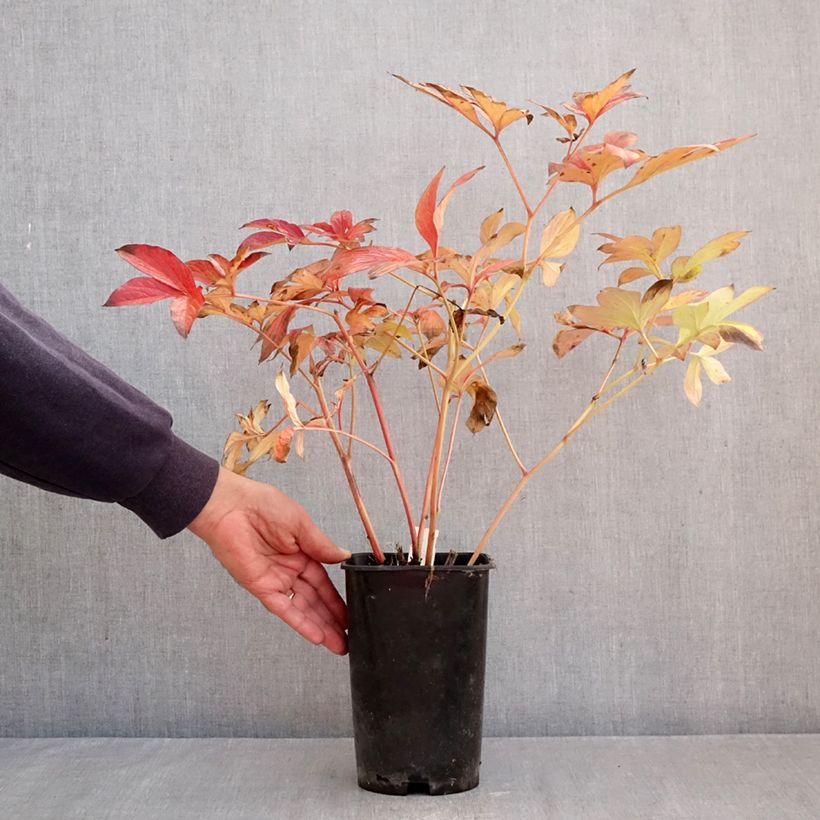 Esemplare di Peonia erbacea Corinne Wersan Vaso da 4L/5L come consegnato in autunno