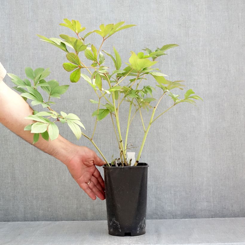Esemplare di Peonia erbacea Corinne Wersan Vaso da 4L/5L consegnato in estate