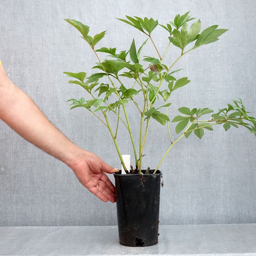 Peonia erbacea Corinne Wersan Vaso da 4L/5L esemplare consegnato in primavera