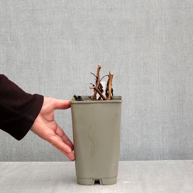 Esemplare di Peonia erbacea Cytherea Vaso da 3L/4L come consegnato in autunno