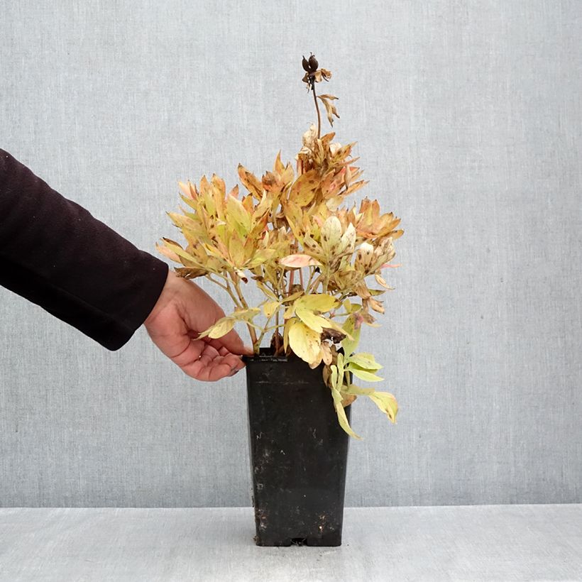 Esemplare di Peonia erbacea Diana Parks Vaso da 3L/4L come consegnato in autunno