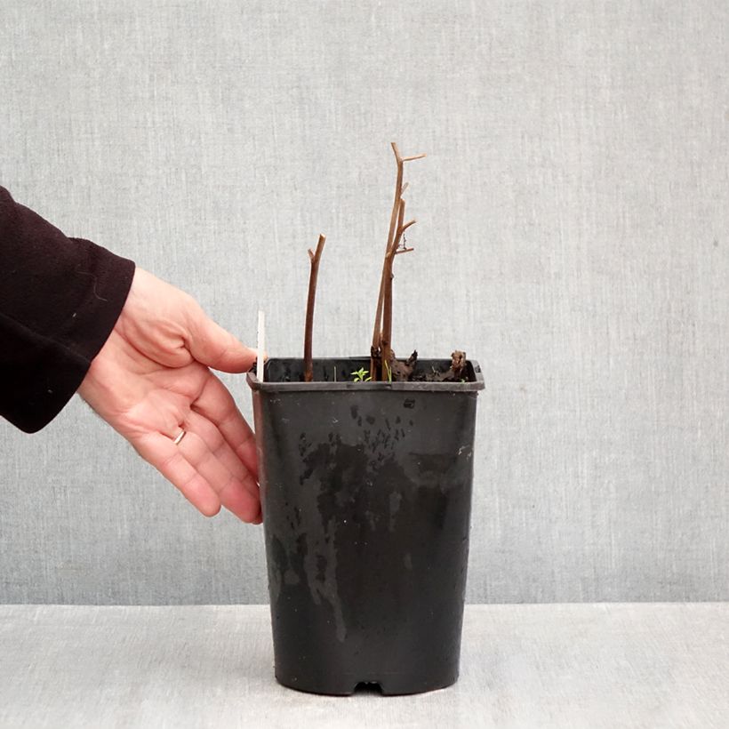 Esemplare di Peonia erbacea Do Tell Vaso da 3L/4L come consegnato in autunno