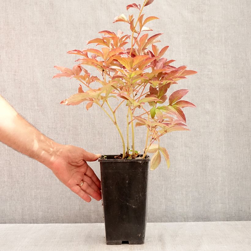 Esemplare di Peonia erbacea Do Tell Vaso da 3L/4L consegnato in estate