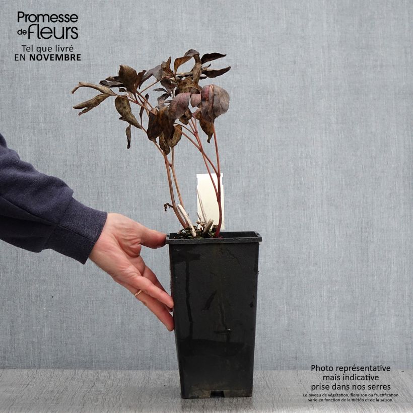 Esemplare di Peonia erbacea Doreen Vaso da 3L/4L come consegnato in autunno