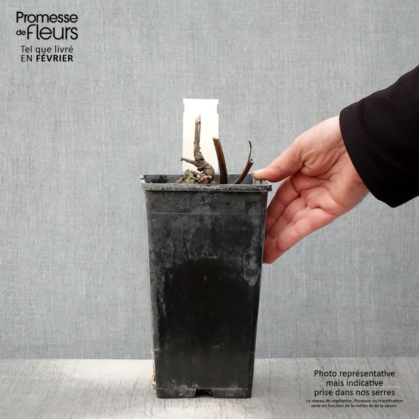 Peonia erbacea Doreen Vaso da 3L/4L esemplare consegnato in inverno