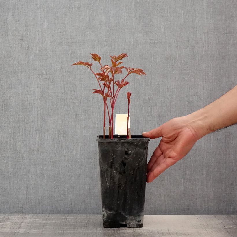 Peonia erbacea Doreen Vaso da 3L/4L esemplare consegnato in primavera