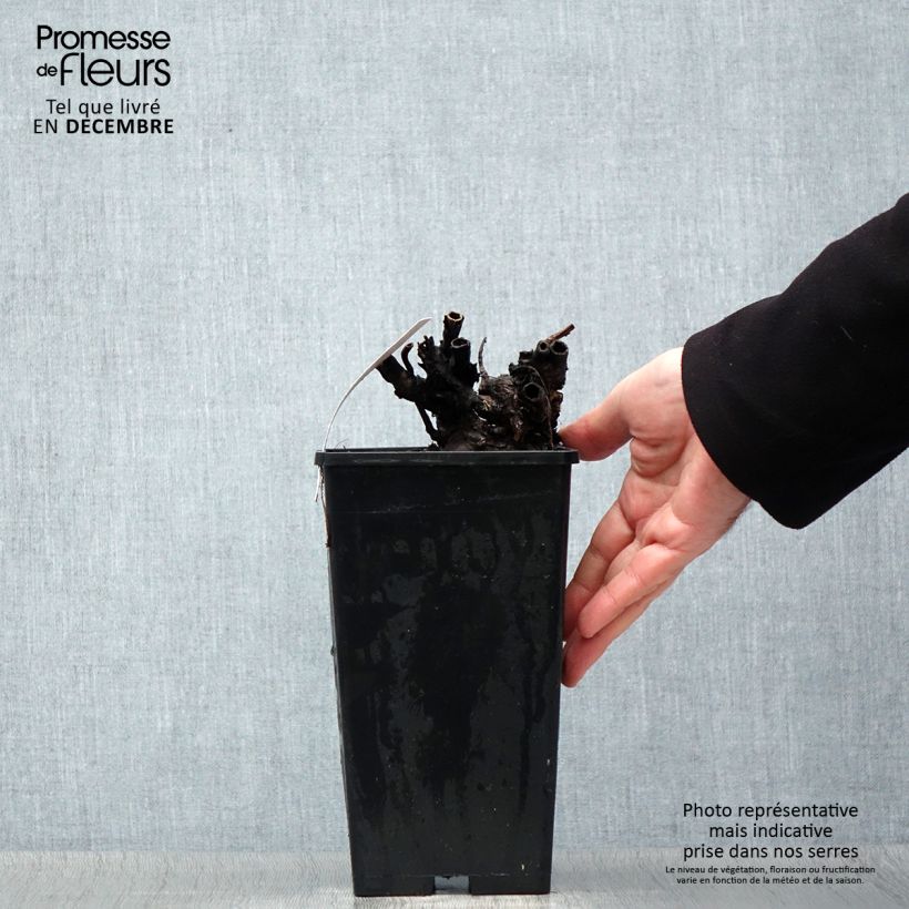 Peonia erbacea Dr Alexander Fleming Vaso da 3L/4L esemplare consegnato in inverno