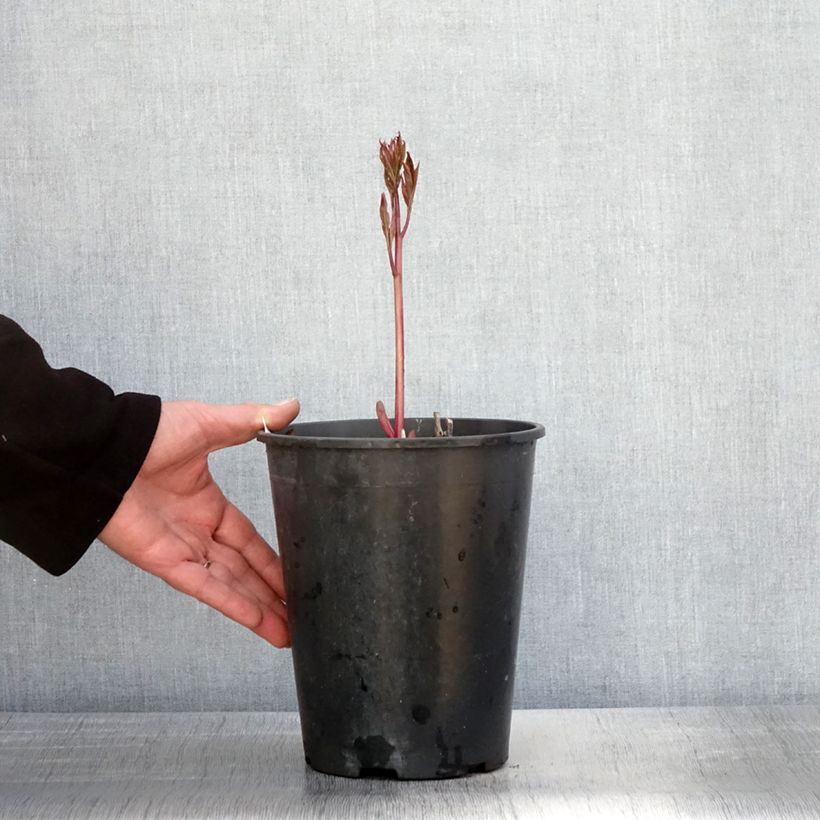 Peonia erbacea Dr Alexander Fleming Vaso da 3L/4L esemplare consegnato in primavera