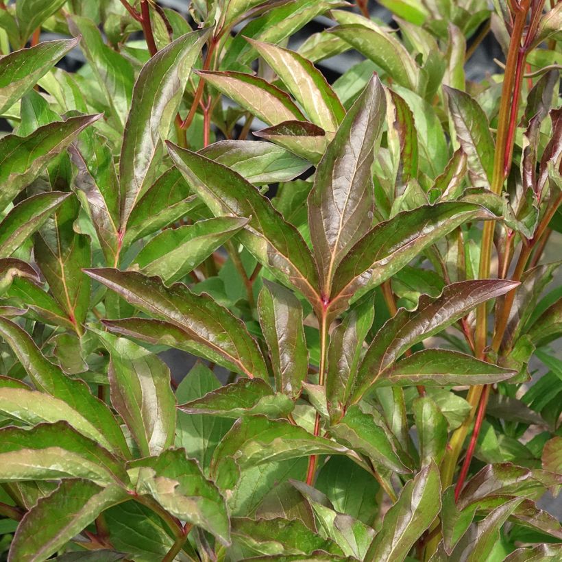 Peonia erbacea Duchesse de Nemours (Fogliame)