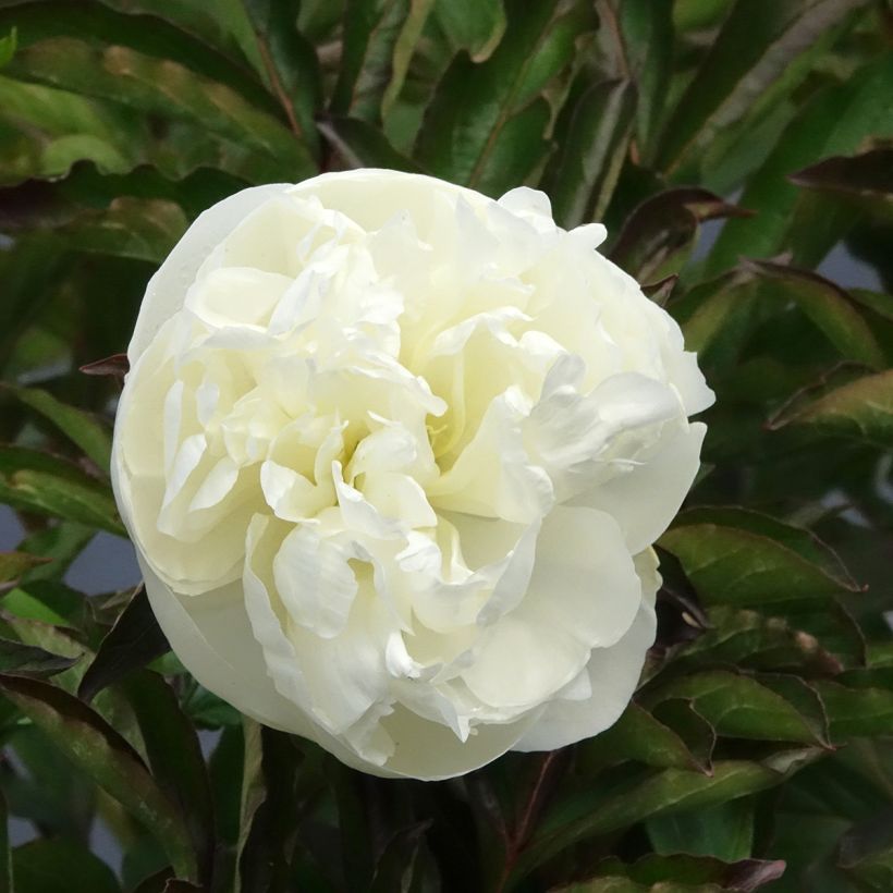 Peonia erbacea Duchesse de Nemours (Fioritura)