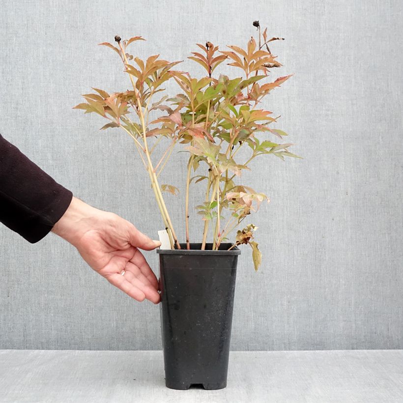 Esemplare di Peonia erbacea Duchesse de Nemours Vaso da 3L/4L come consegnato in autunno