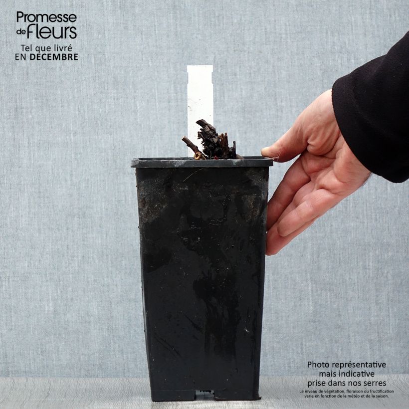 Peonia erbacea Duchesse de Nemours Vaso da 3L/4L esemplare consegnato in inverno