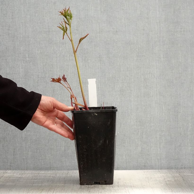 Peonia erbacea Duchesse de Nemours Vaso da 3L/4L esemplare consegnato in primavera