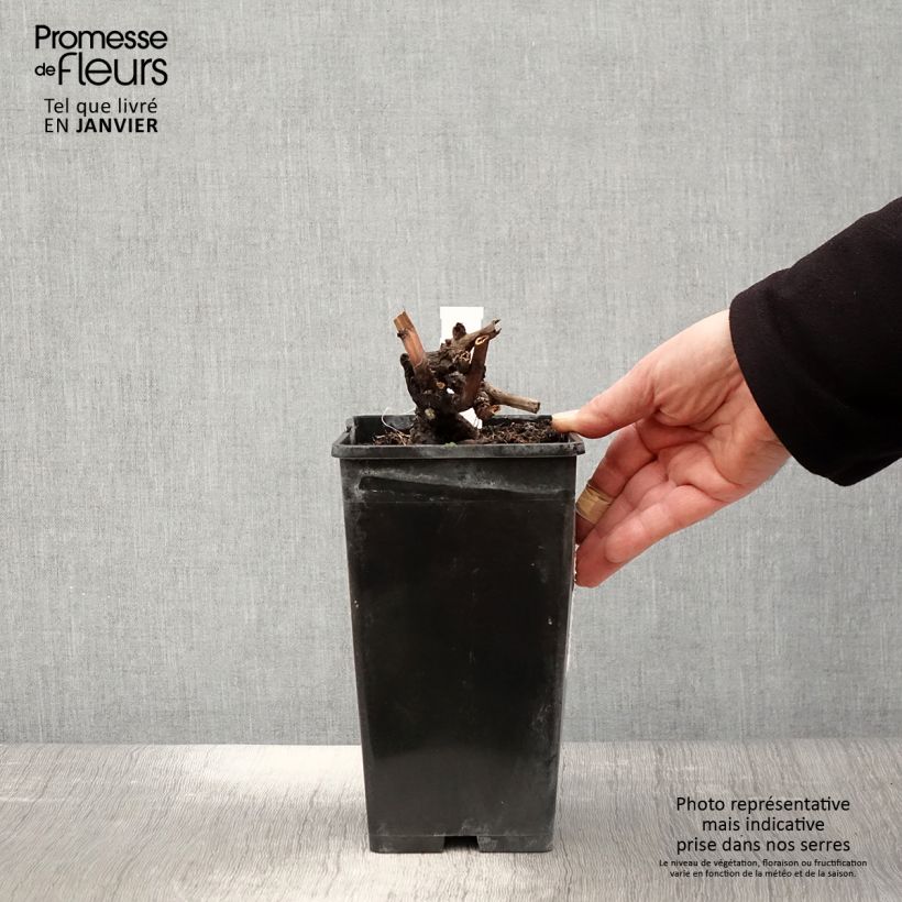 Peonia erbacea Edulis Superba Vaso da 3L/4L esemplare consegnato in inverno