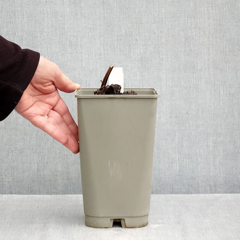 Esemplare di Peonia erbacea Félix Crousse Vaso da 3L/4L come consegnato in autunno
