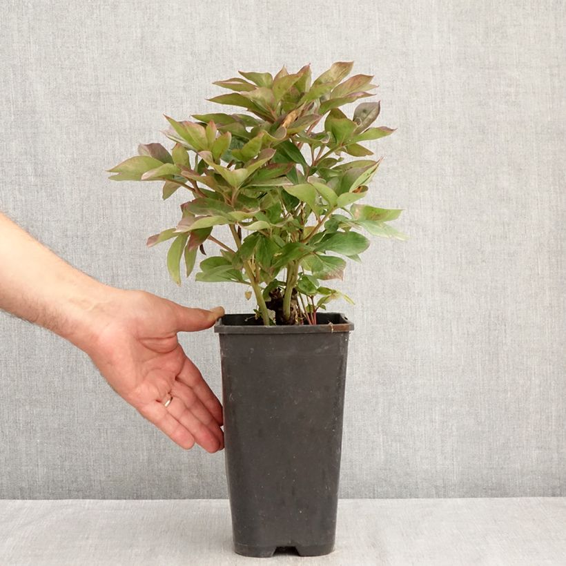 Esemplare di Peonia erbacea Félix Crousse Vaso da 3L/4L consegnato in estate