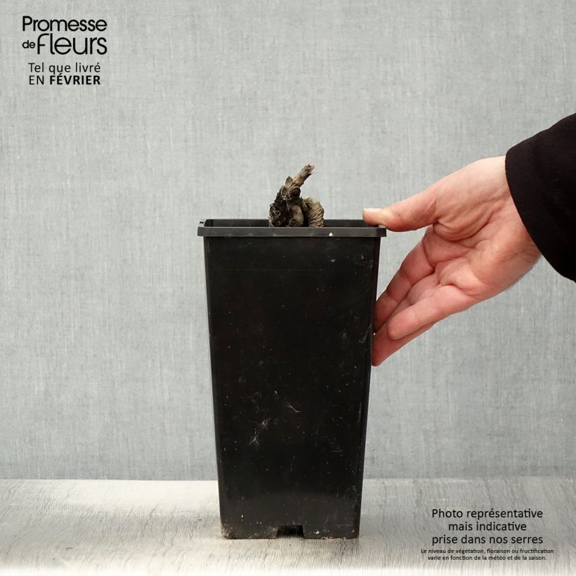 Peonia erbacea Festiva Maxima Vaso da 3L/4L esemplare consegnato in inverno