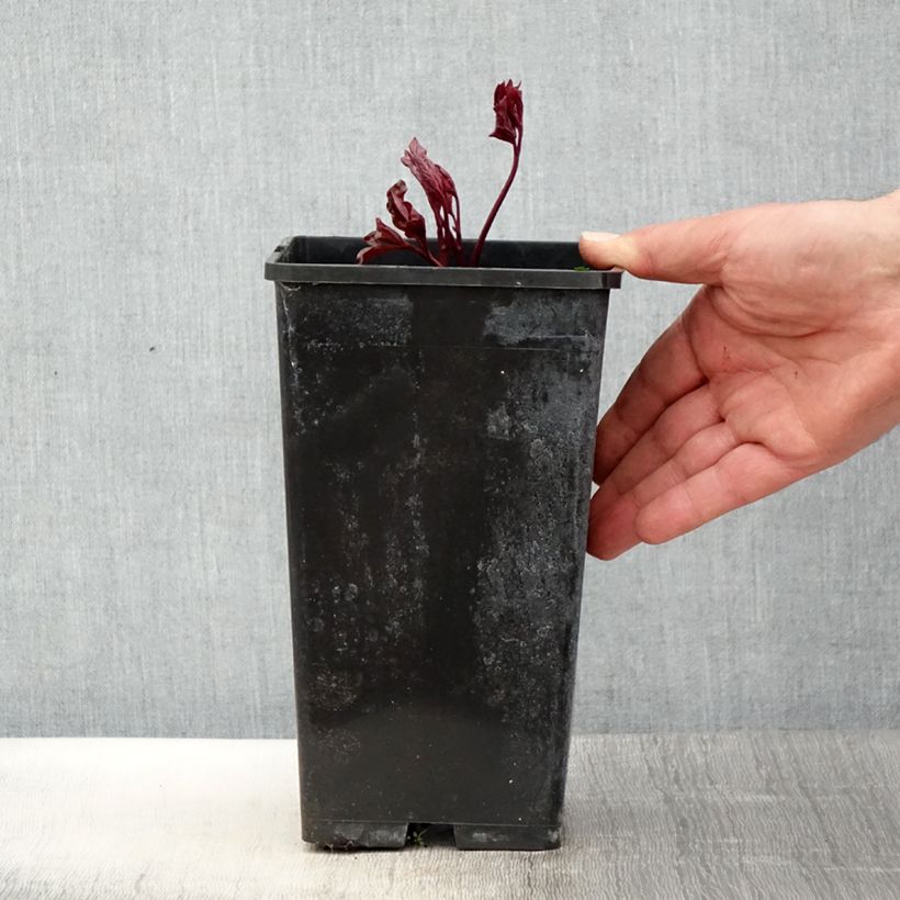 Peonia erbacea Festiva Maxima Vaso da 3L/4L esemplare consegnato in primavera