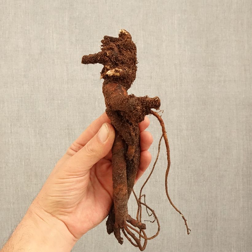 Peonia erbacea Festiva Maxima Cespo 3/5 occhi esemplare consegnato in inverno