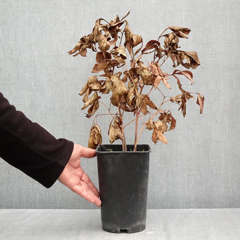 Esemplare di Peonia erbacea Fringed Ivory Vaso da 4L/5L come consegnato in autunno