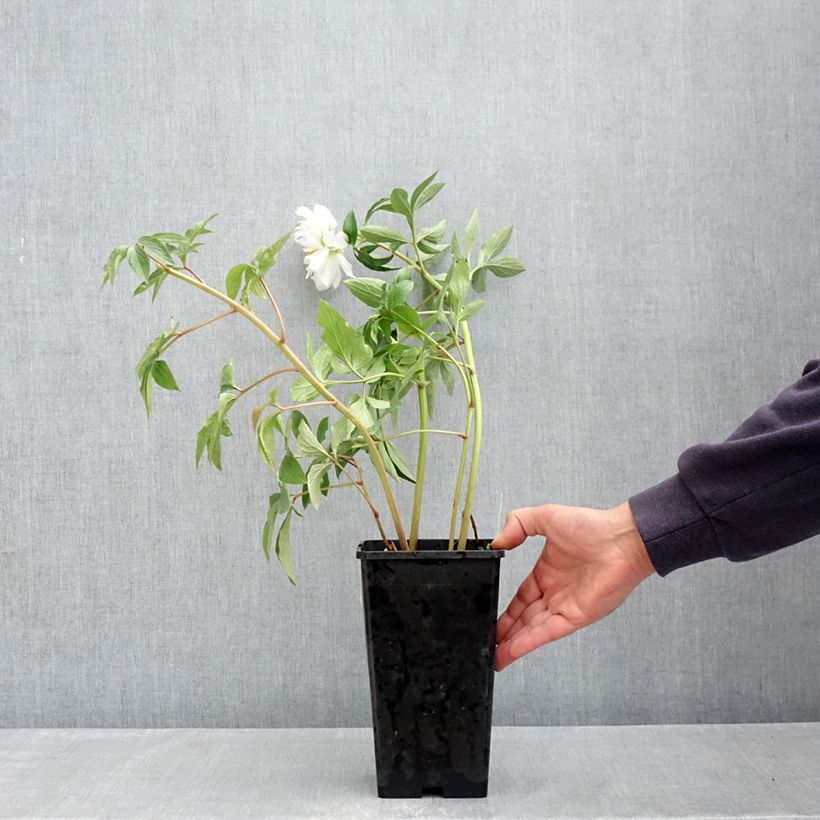Peonia erbacea Fringed Ivory Vaso da 4L/5L esemplare consegnato in primavera